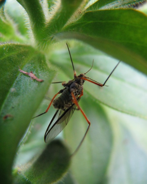 Mosquito
