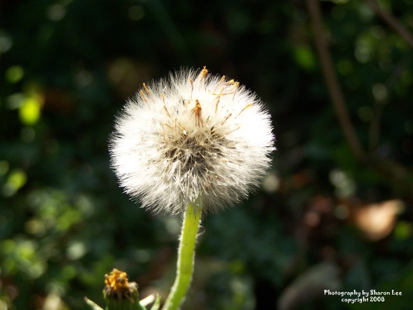 Dandelion bones