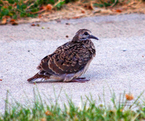European Baby Starling