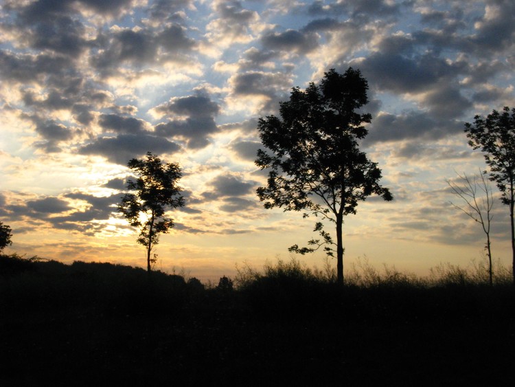 Silhouette