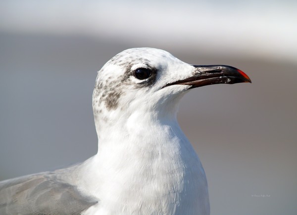 Portrait of a Gull