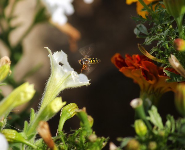 HoverFly