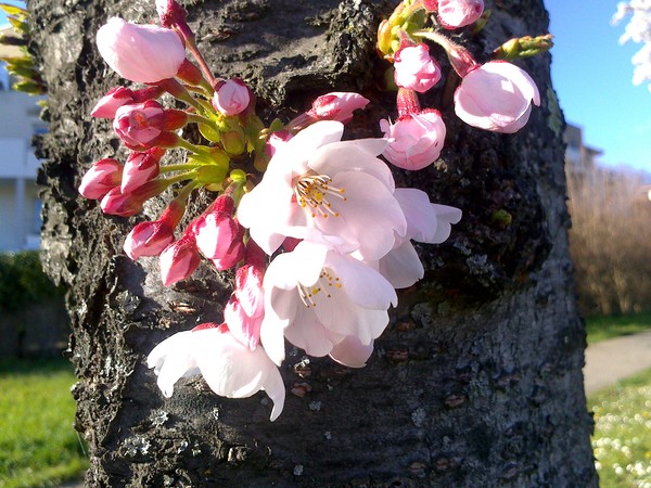 beautifull spring 2