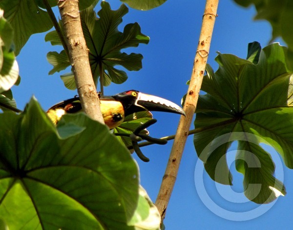 Aracari Toucan