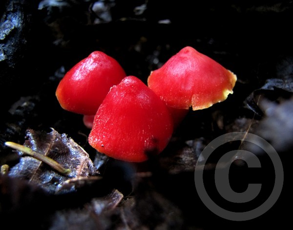 Fall Mushrooms
