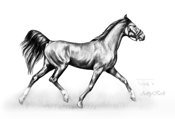 Trotting horse