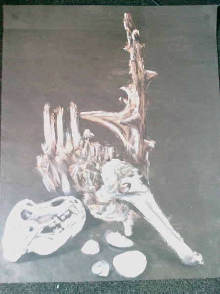 Bones & driftwood