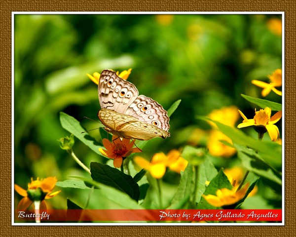 Butterfly