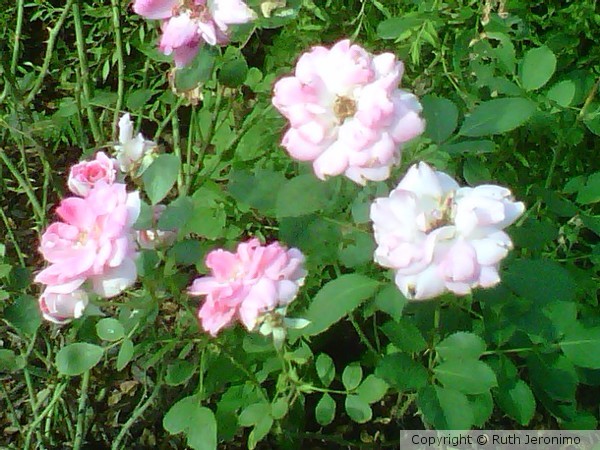 Roses