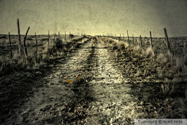 three flower road