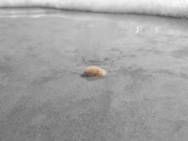 Lonely Shell