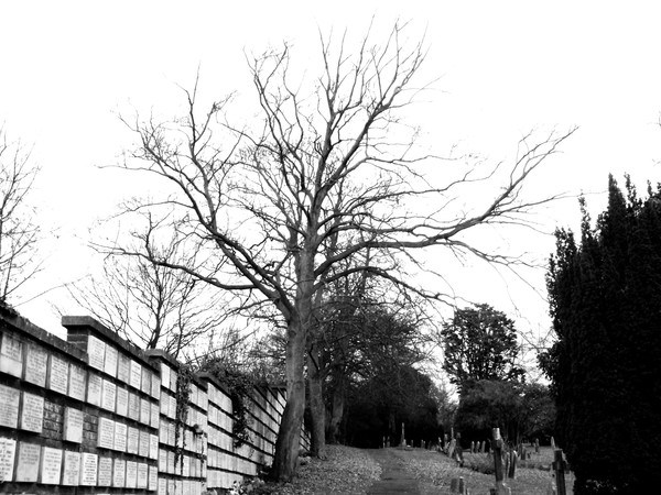 Winter Tree 5