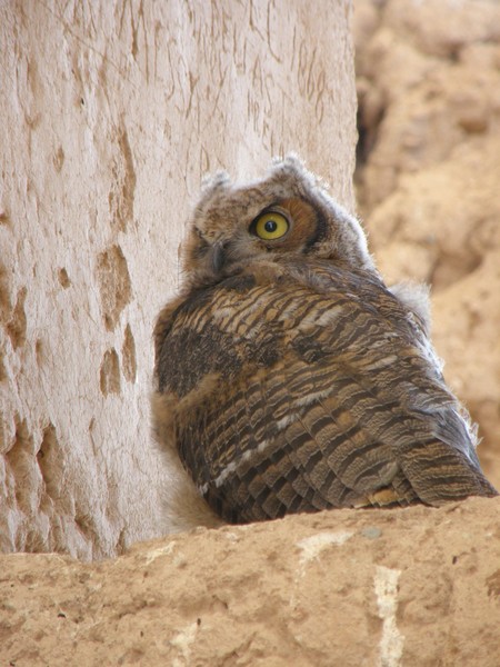 The Great Horned Owl