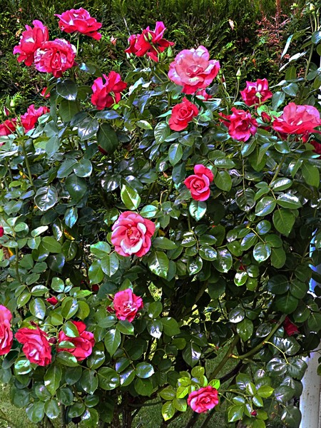 September Roses