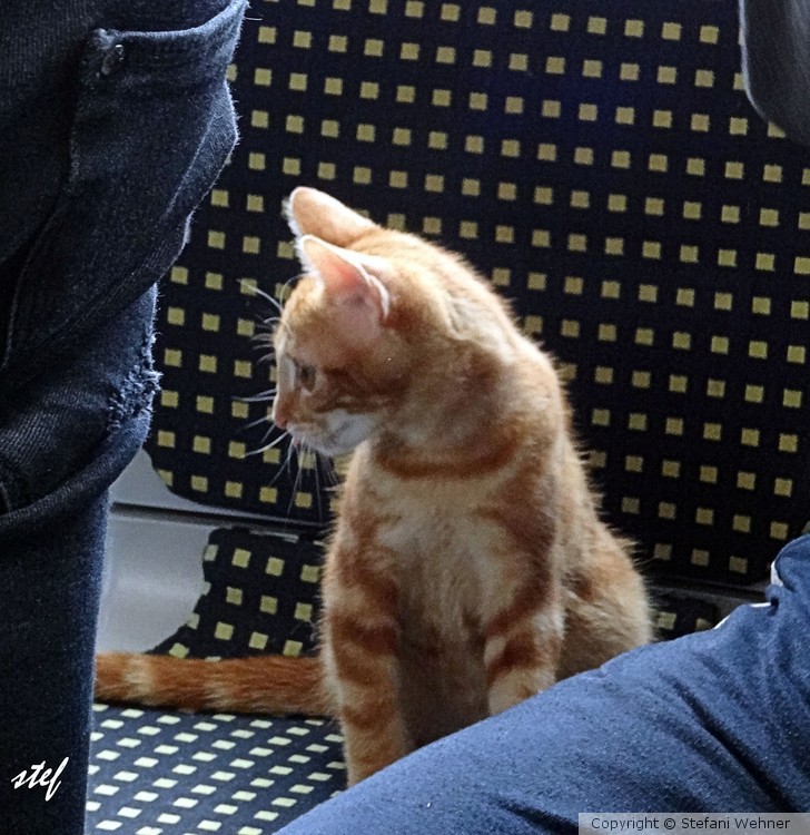 stowaway in the tram