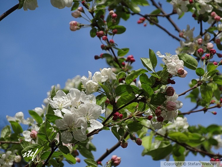 my appletree