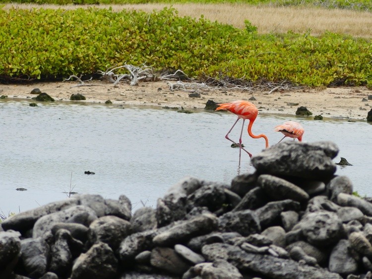 Bonaire Air  Birds
