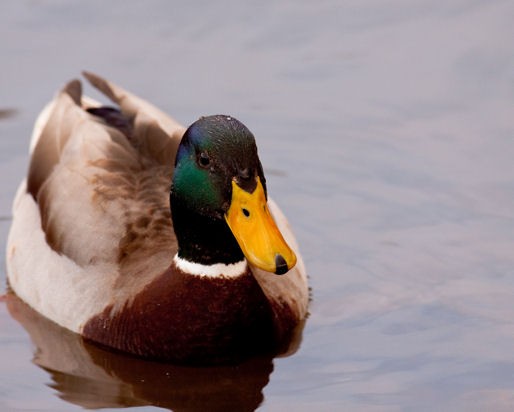 Mallard 3