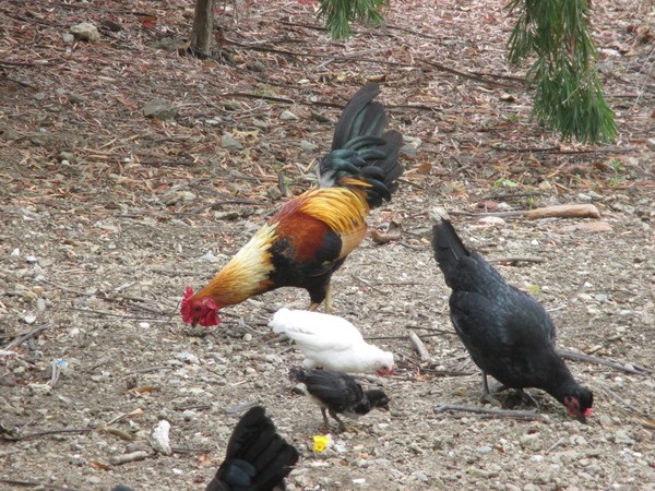 Chickens