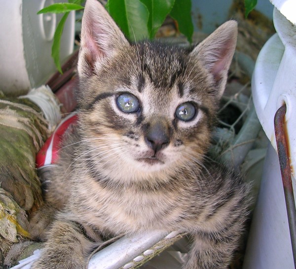Who Me?