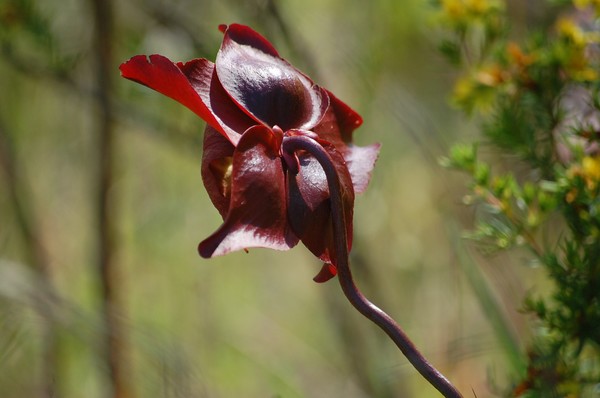 Burgandy Beauty
