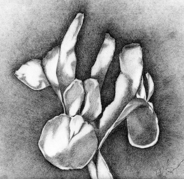 Iris