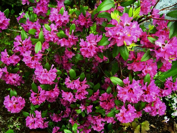 in full bloom