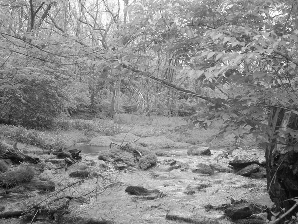 McConnell Springs 1