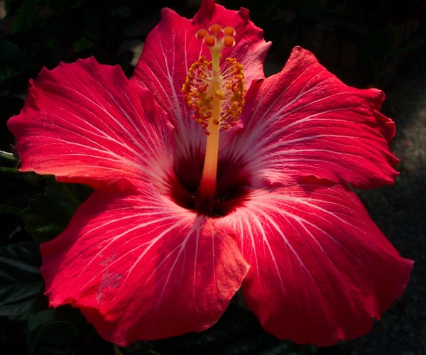 Hibiscus