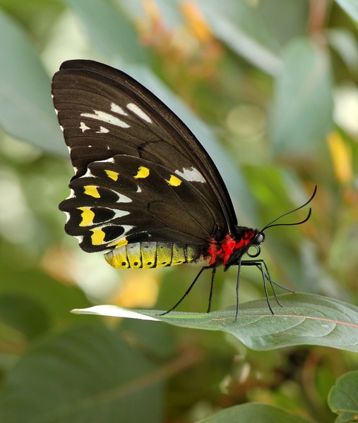 butterfly two