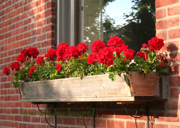 Geraniums in a Windowbox