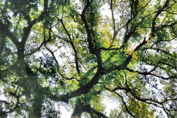 O Tree