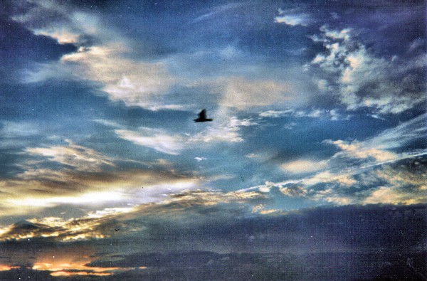 Bird Sky