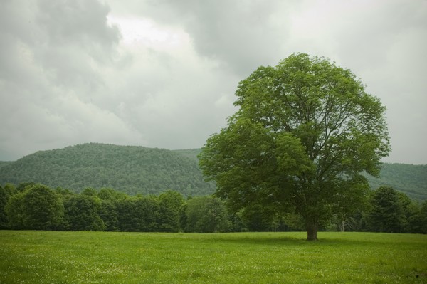 A Lonely Tree in the Foreground