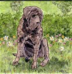 Mastiff Portrait