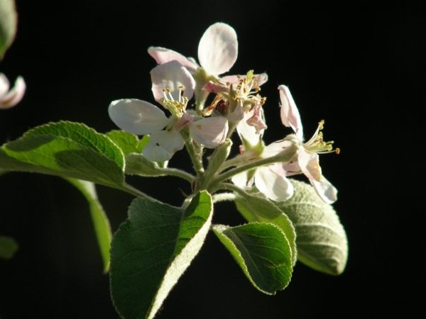 blossom