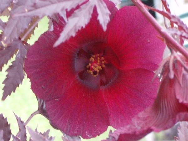 madagascar