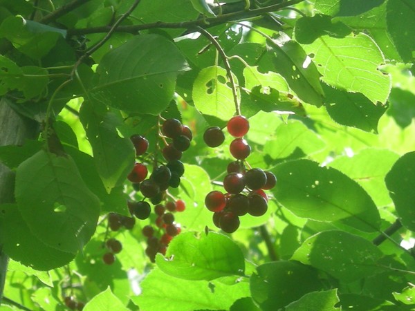 cherries
