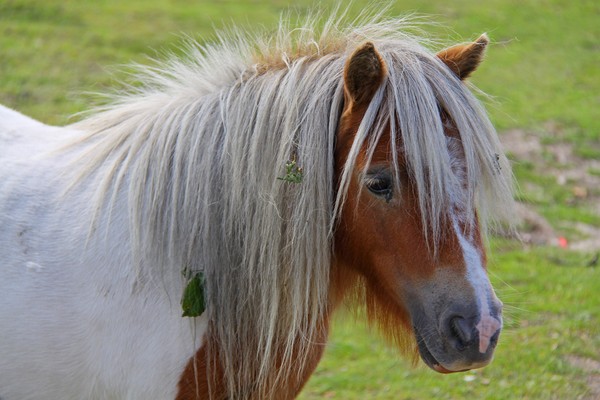 New Forest Wild Pony