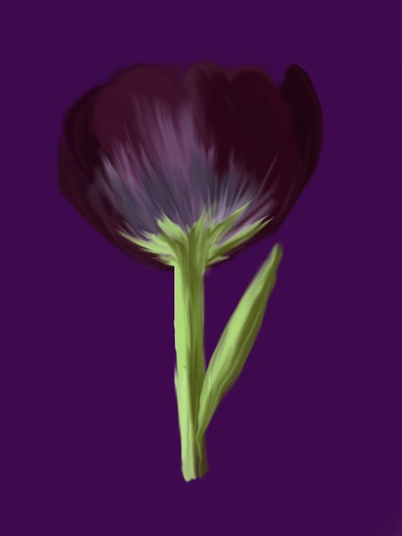 The Black Tulip