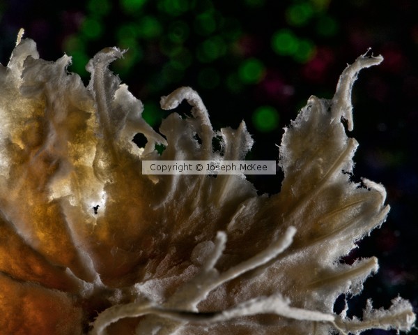 DSC 3312