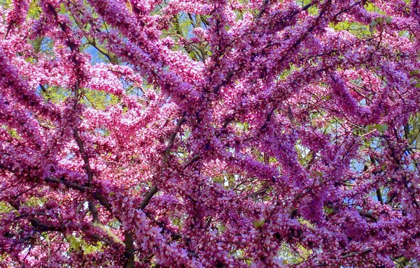 judas tree in bloom