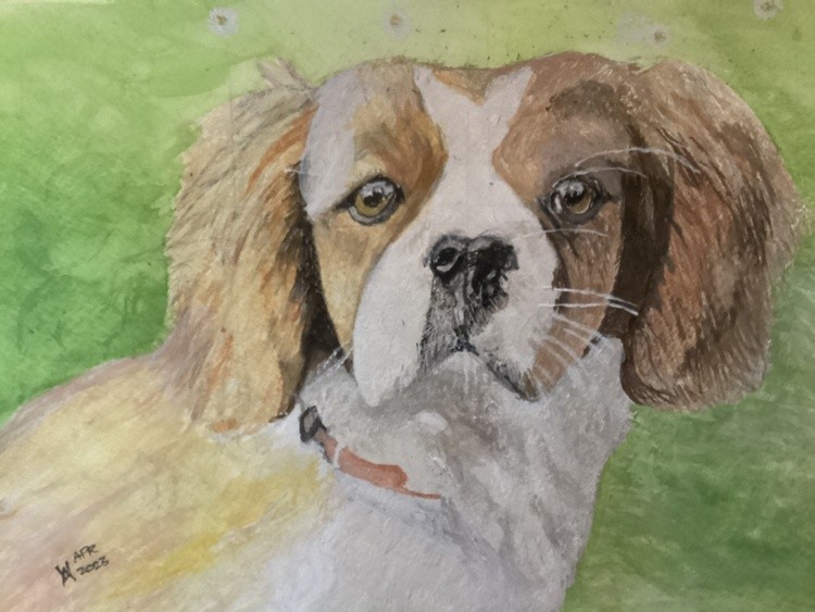 A Cavalier King Charles Spaniel for a friend.