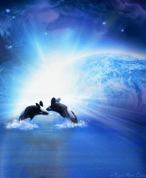 Orca Dance