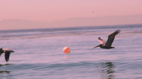 Birds at play