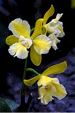Yellow Orchid