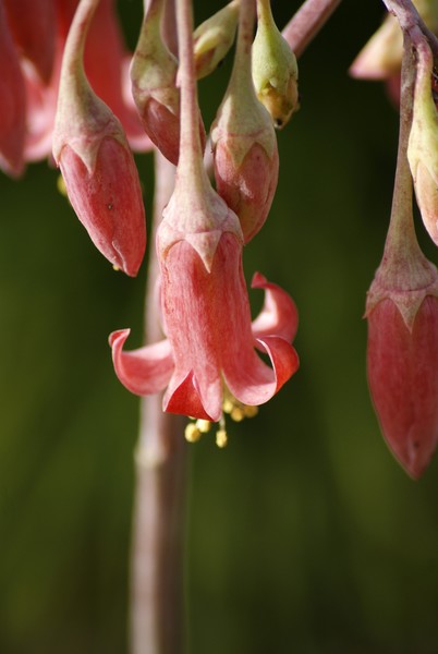 Flowers In The Adelaide Botanical Gardens