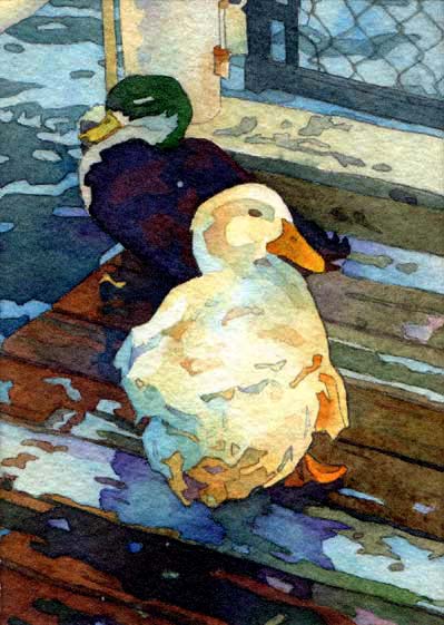 Duck