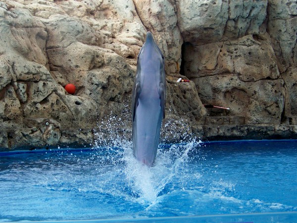 Dolphin