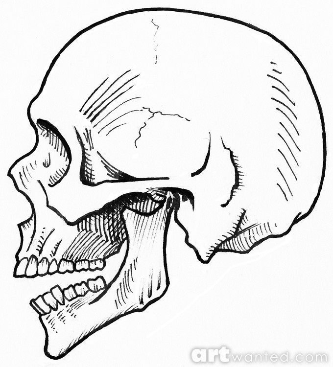 Skull